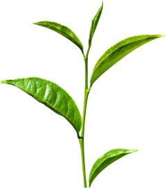 aroma